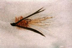 K36 - Ken's Black Winged Wooly - $5